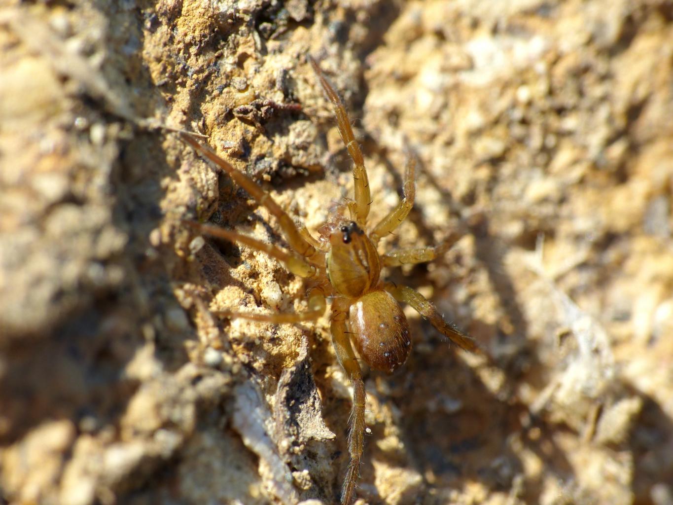 Pirata sp. - Santa Severa (RM)